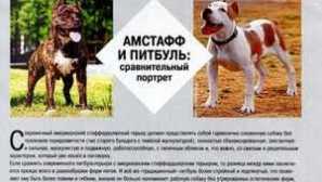 Amstaff a pitbul. Aký je rozdiel medzi staffordshire terrier z pit bull